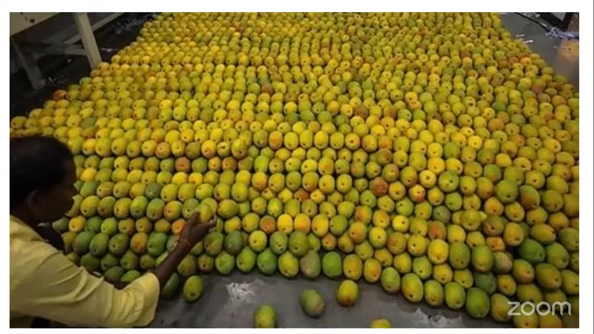 Mango and Guava Farming